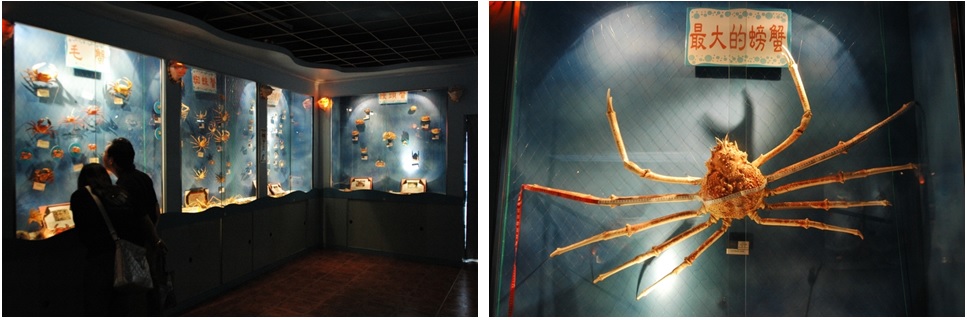 左圖圖五：標本區以主題區塊分別由生物、科學、民俗、藝術的角度來介紹螃蟹 / 右圖圖六：螃蟹館蒐集有世界最大的螃蟹—甘氏巨螯蟹，是數量稀少的深海螃蟹。