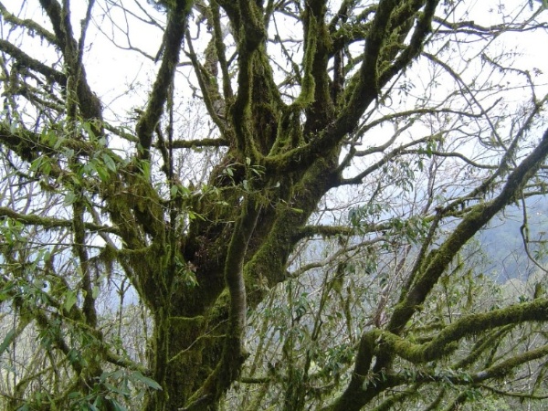 圖3 公路旁樹上佈滿苔蘚