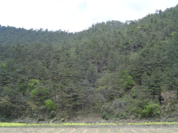 圖4 思源派出所附近的二葉松林