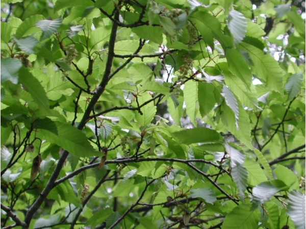 圖5 阿里山千金榆