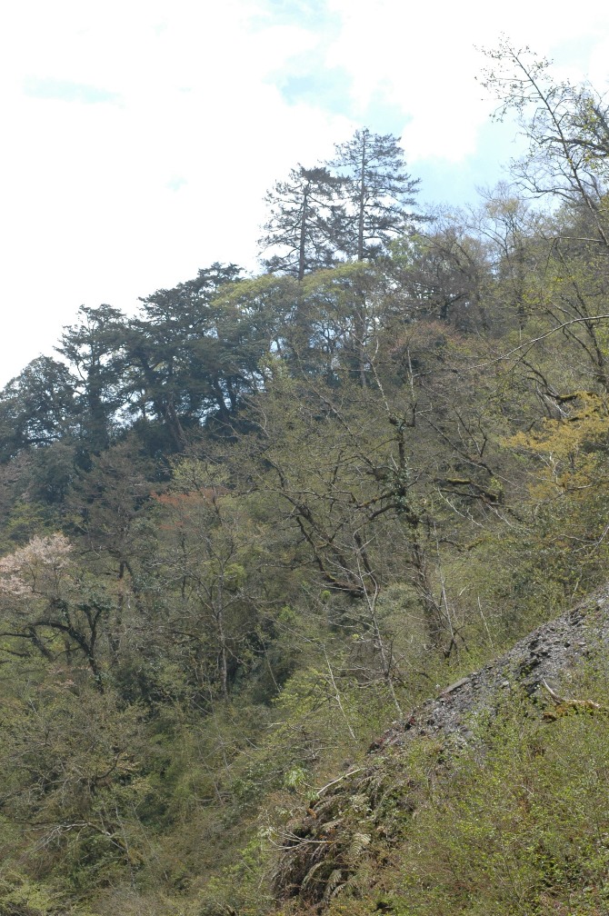 圖6 公路上坡的台灣雲杉林型