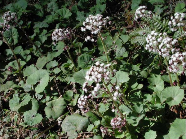 圖8 台灣款冬(於七一O林道拍攝)