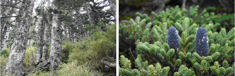 左：圖4，台灣冷杉純林 / 右：圖5，台灣冷杉之毬果