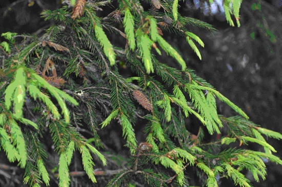 圖6.台灣雲杉之新葉與毬果