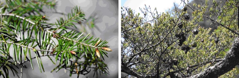 左：圖7，台灣黃杉 / 右：圖8，台灣黃杉之毬果