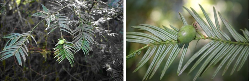 左：圖9，台灣粗榧之果實 / 右：圖10，台灣粗榧葉背之白色氣孔帶