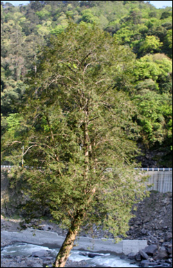 圖11.南洋紅豆杉