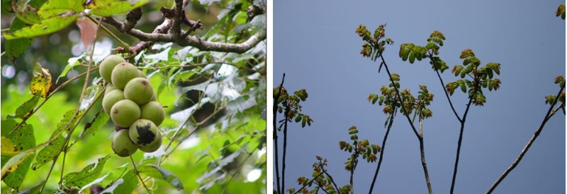 左：圖14，野核桃果實(照片由李智群提供) / 右：圖15，野核桃之新葉