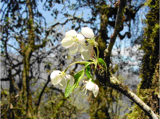 圖16.湖北海棠(照片由李智群提供)