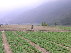 南山已成為專業的夏季耕作區