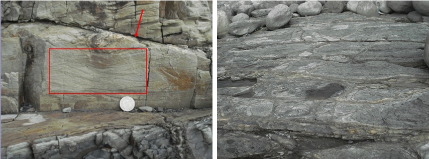 左圖圖十：摺皺地層砂岩厚度約10-20公分，受岩層擠壓的推力，岩層斷裂呈覆瓦狀堆疊排列之小型斷層（箭頭處）。 / 右圖圖十一：海蝕平台上的土黃色紋路狀構造為沈積岩的節理構造，相交的兩紋路有些成垂直向、有些約120度，土黃色部分含有被氧化的鐵份。