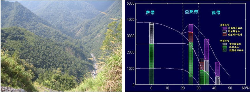 左圖圖一：台灣北部新竹縣司馬庫斯附近的常綠闊葉林。 / 右圖圖二：東亞地區緯度梯度及海拔梯度之植群型變化（修改自Ohsawa(1993a)）