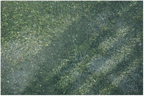 圖二：所謂「毛蟹吐泡」是位於湖北村一處湧泉，由於湧泉水自地面下源源不斷的向上冒出，猶如毛蟹吐泡泡般而有如此傳神的稱呼。