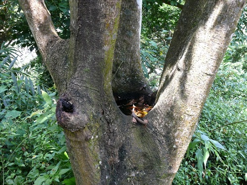 樹穴蜻蜓產卵於樹洞積水處，孵化後之蜼蟲以樹蛙卵為食。