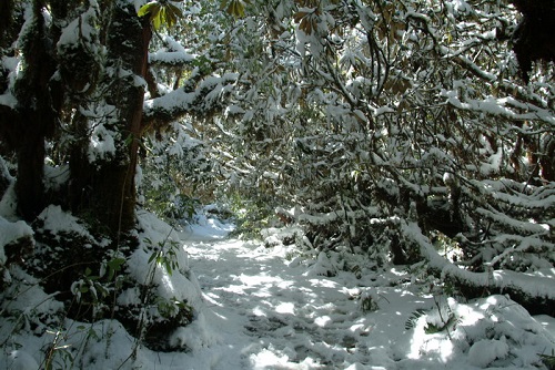 屬於溫帶氣候型態的中海拔森林