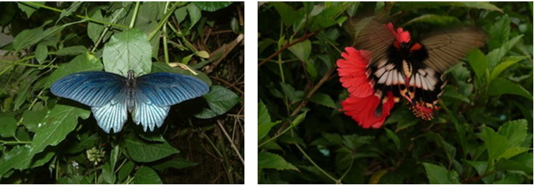 左圖：大鳳蝶雄蝶 / 右圖：大鳳蝶雌蝶