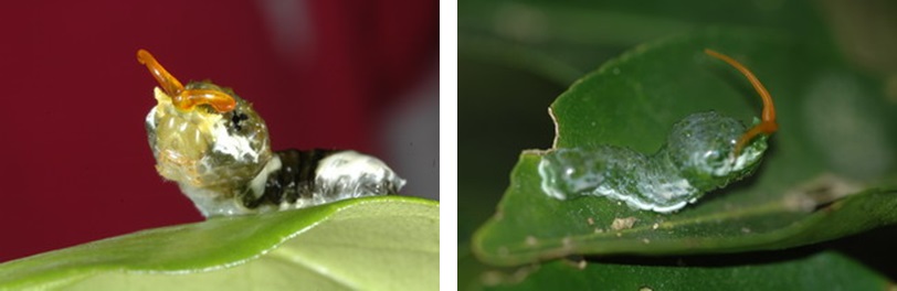 左圖：大鳳蝶二齡幼蟲 / 右圖：大鳳蝶三齡幼蟲