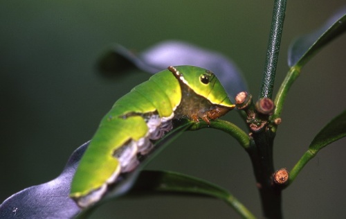 大鳳蝶終齡幼蟲