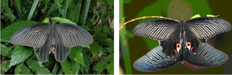 左圖：黑鳳蝶雄蝶 / 右圖：黑鳳蝶交尾