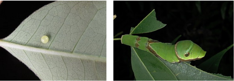 左圖：產於賊仔樹上的卵  /  右圖：黑鳳蝶終齡幼蟲
