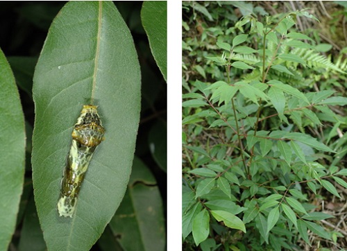 左圖：黑鳳蝶二齡幼蟲 / 右圖：幼蟲寄主植物之一賊仔樹