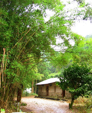 竹圍的防衛效果是拜刺竹之賜。莊雅惠攝