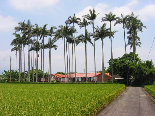 數十棵高聳的椰子樹一字排開至為壯觀，隱然成了陳宅的標記。