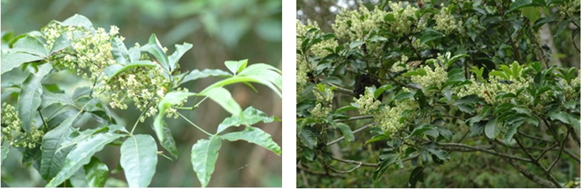 左圖：大琉璃紋鳳蝶幼蟲的寄主植物──三腳鱉  / 右圖：大琉璃紋鳳蝶幼蟲的寄主植物──三刈葉