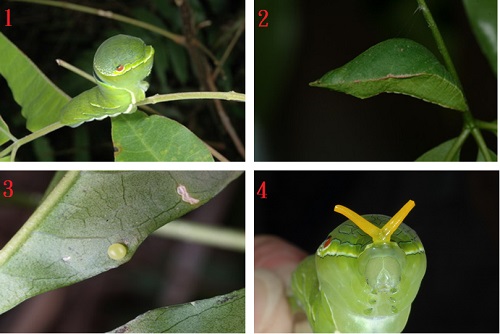 圖1幼蟲受驚擾時會將身體抬起  /  圖2具有保護色的蛹  /  圖3大琉璃紋鳳蝶的卵  /  圖4黃色的臭角能散發出濃烈的味道