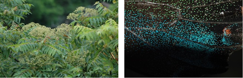 左圖：烏鴉鳳蝶幼蟲寄主植物─賊仔樹可吸引眾多的昆蟲前往吸蜜  /  右圖：烏鴉鳳蝶後翅水藍色鱗片較為分散