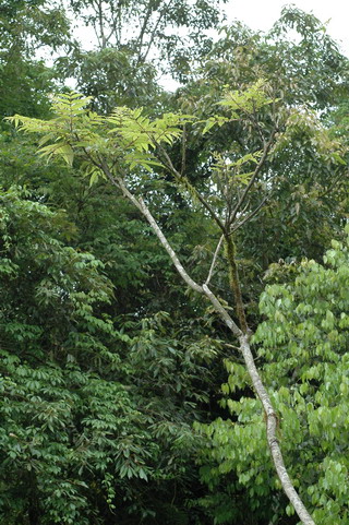 烏鴉鳳蝶幼蟲寄主植物─食茱萸