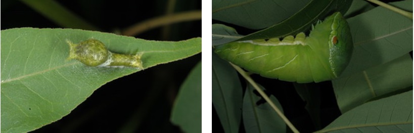 左圖：烏鴉鳳蝶的一齡幼蟲 / 右圖：烏鴉鳳蝶的終齡幼蟲