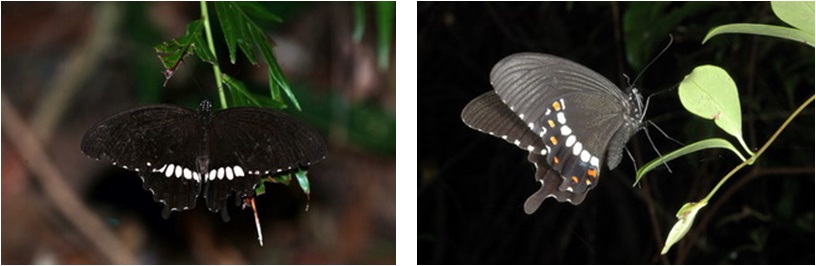 左圖：玉帶鳳蝶雄蝶 / 右圖：玉帶鳳蝶雌蝶