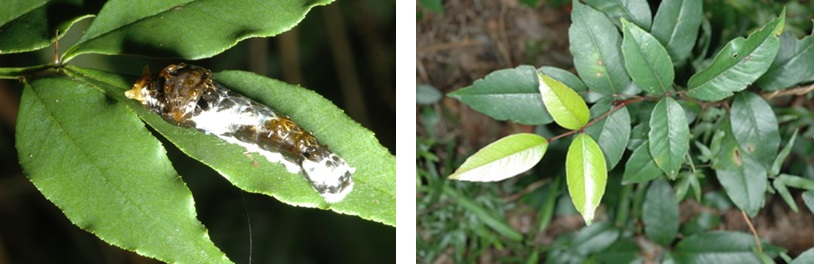 左圖：帶鳳蝶幼蟲 / 右圖：玉帶鳳蝶幼蟲的寄主植物─雙面刺