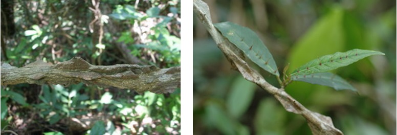 左圖：老熟莖幹上有脊骨狀突起 / 右圖：雙面刺名字的由來是因葉之中肋兩面都長有暗紫紅色的刺