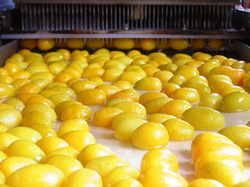 橘之鄉為全國第一家申請CAS優良蜜餞的認證工廠，圖為金棗針刺、鹽漬、漂水情形。