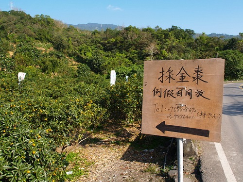 金棗產業隨著體驗型的觀光而衍伸另一條商機
