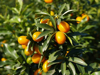 金棗特點是樹勢強壯，豐產，果實橢圓或長橢圓形，果面平滑，果色澄黃，果皮略帶苦味。