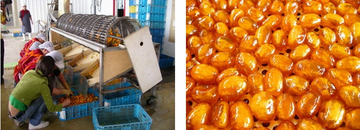 左圖：選果(橘之鄉提供) / 右圖：熱風乾燥(橘之鄉提供)