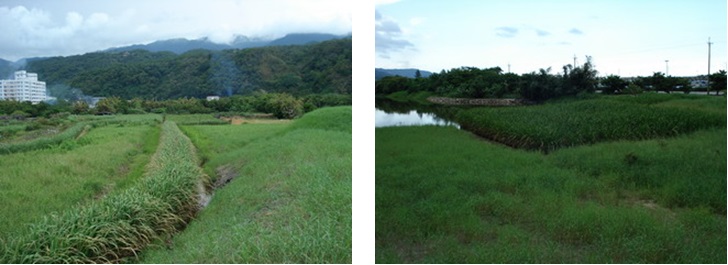左圖：圖5 舊烏石港西側農民開發種植芭樂、茭白筍蔬果等情形。 / 右圖：圖6 舊烏石港內農民種植許多茭白筍