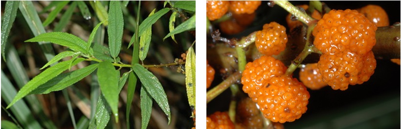 左圖：細長披針狀的葉片是水麻主要特徵 / 右圖：水麻橙紅色香甜多汁的果實是鳥類的最愛，同時也是人們最佳的野外求生植物。