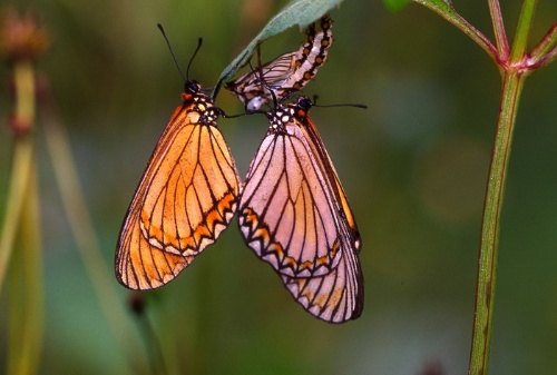 細蝶因其翅膀較為細長故名為細蝶，雌蝶剛羽化完成，雄蝶就趕過來交尾。