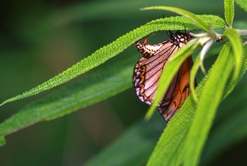 雌蝶將卵產在水麻的葉片上，注意看腹部末端有一個錐狀的物體，那個就是雄蝶的受精囊硬塊塞住雌蝶的交尾孔，以防止雌蝶再與其他雄蝶交尾。