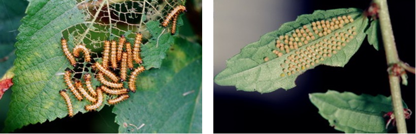 左圖：細蝶幼蟲有群聚的習性，碰到危險時只其中一、二隻遭受捕食，其他的幼蟲就能趁機逃走，確保族群的基因能夠延續，好比人們說的「犧牲小我，完成大我」的精神，幼蟲到了三、四齡時仍然有群集的習性。 / 右圖：細蝶產卵的方式有別於其他的蝴蝶，一般的蝴蝶產卵時大多將卵分散的產在植株上，細蝶則是將卵集中產在一個方。