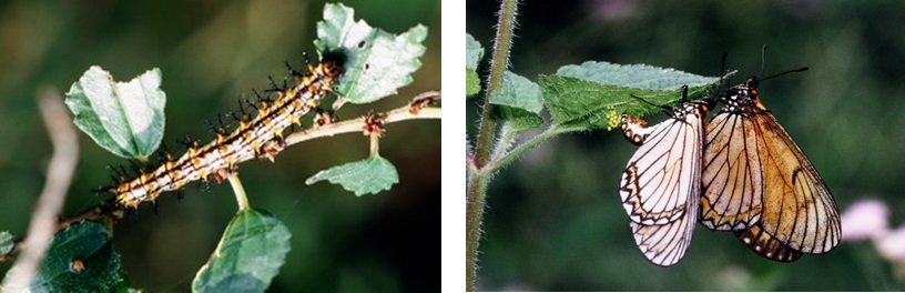 左圖：終齡幼蟲身上長滿嚇人的棘刺 / 右圖：圖上這二隻雌蝶把卵產在藿香薊的葉子上，幼蟲孵化後就要花費時間去尋找自己可以吃的植物，若找不到就要面臨餓死的命運。