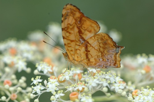 吸食冇骨消花蜜的黃三線蝶，翅膀腹面有一交叉的深褐色斑紋。