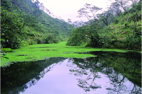 冷埤山泉湧流，水質清涼，是水禾、青芋最喜歡的環境；水毛花在此長得既高大又肥壯，花蕊數最多。湖內台灣原生鯽魚、鯁魚、田螺數量豐富。