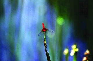 全台最小的蜻蜓──小紅蜻蜓，長僅2公分。