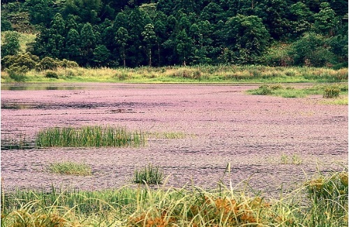 雙連埤為台灣國寶級溼地，孕育豐富、多樣化的動植物資源。