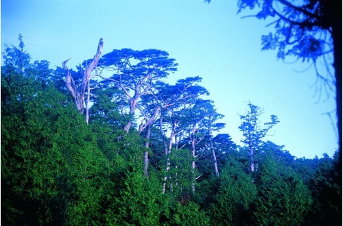 圖2 太平山區的檜木林